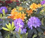 bloemen 2.jpg
